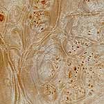 Maple Burl