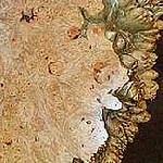 Natural Edge Maple Burl
